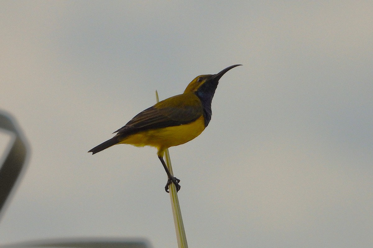 Sahul Sunbird - ML652549408