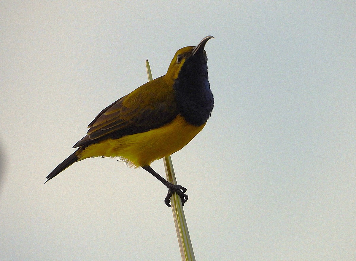 Sahul Sunbird - ML652549415