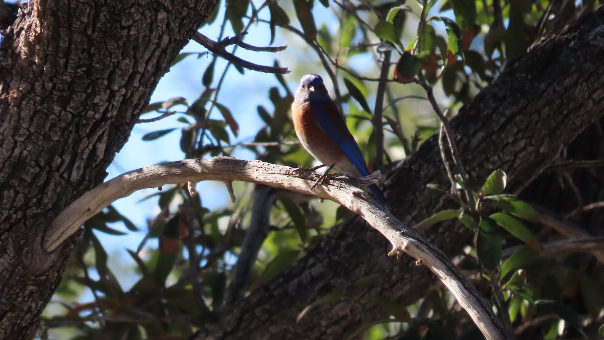 Western Bluebird - ML652549439