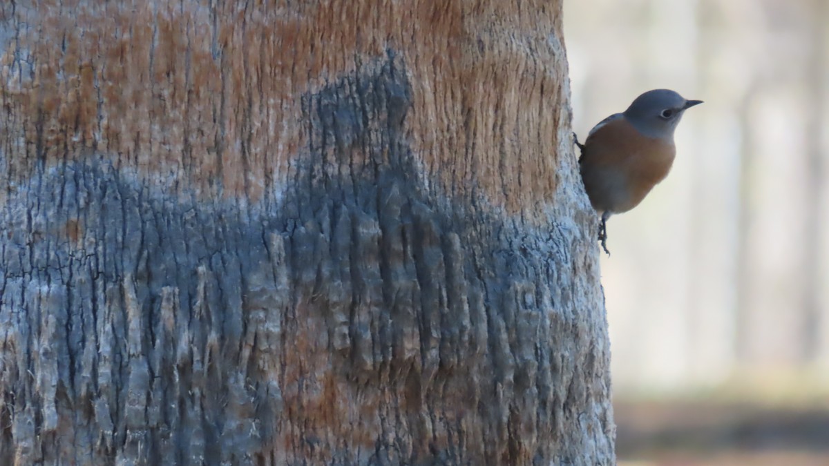 Western Bluebird - ML652549440
