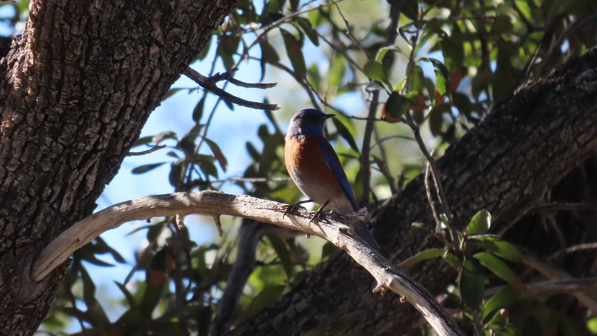 Western Bluebird - ML652549441