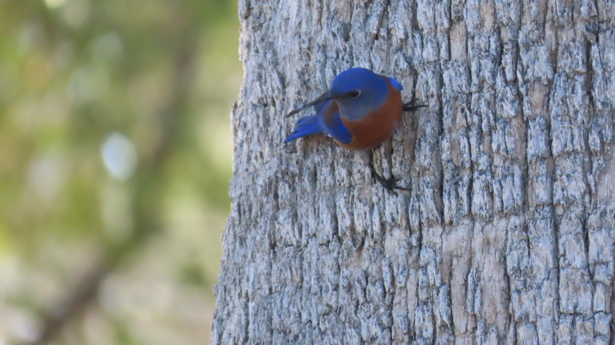 Western Bluebird - ML652549442