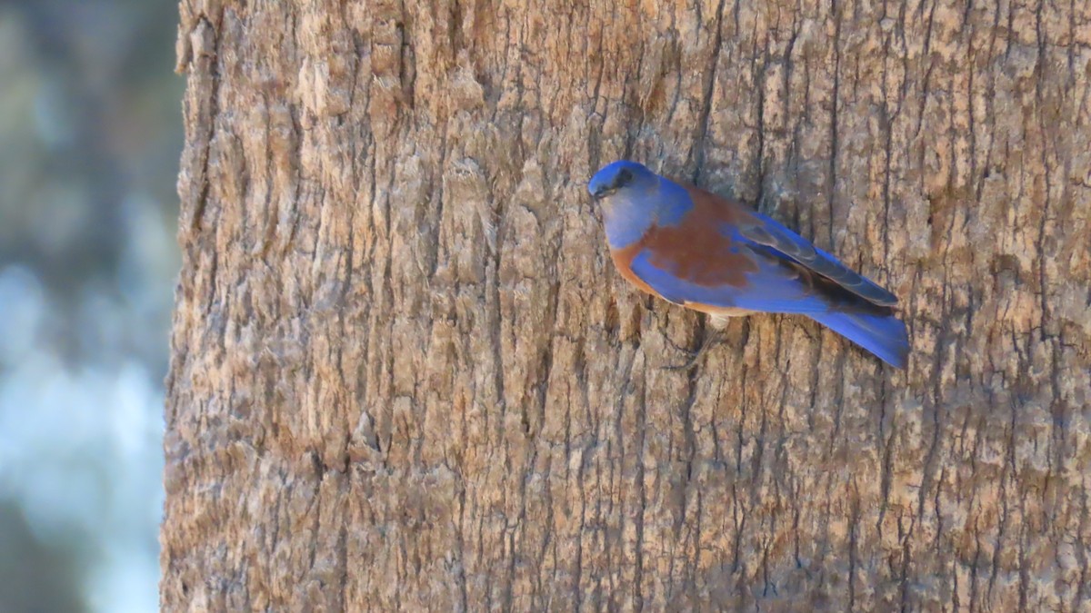 Western Bluebird - ML652549443