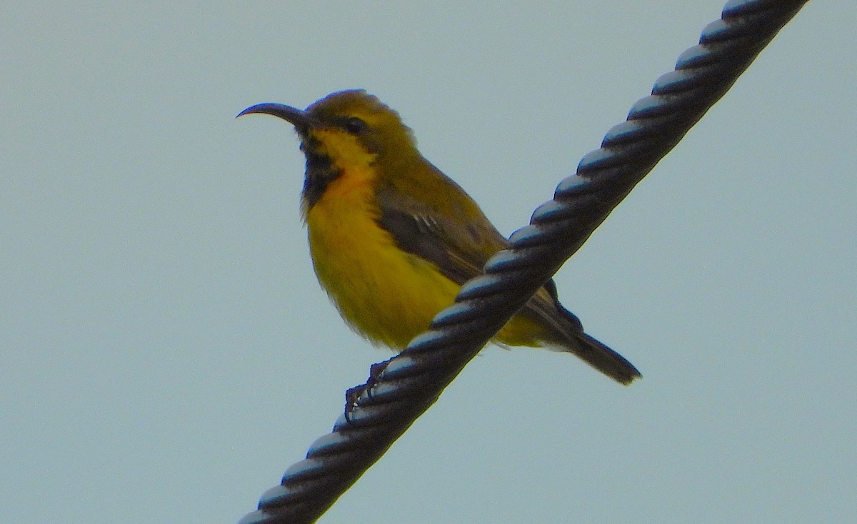 Sahul Sunbird - ML652549458