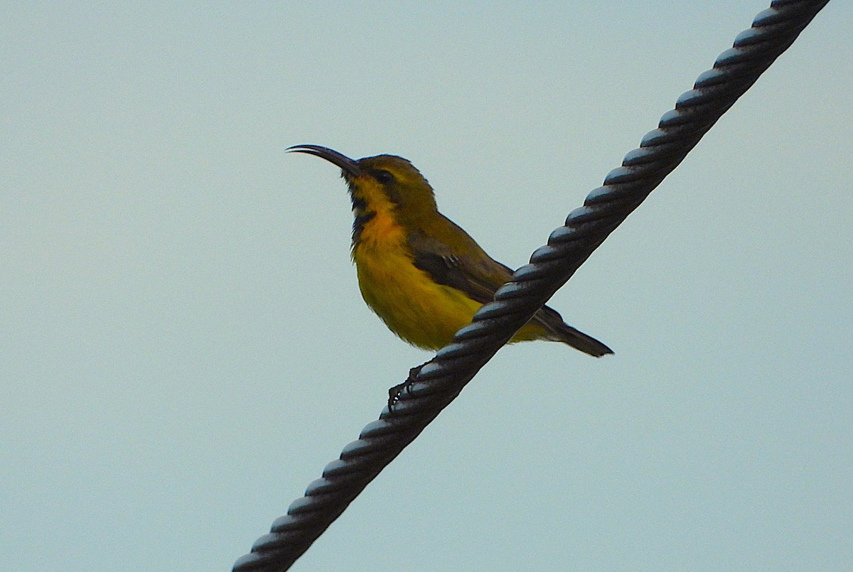 Sahul Sunbird - ML652549460