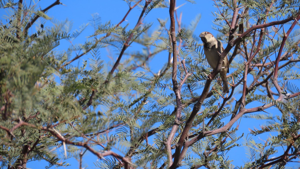 House Sparrow - ML652549464