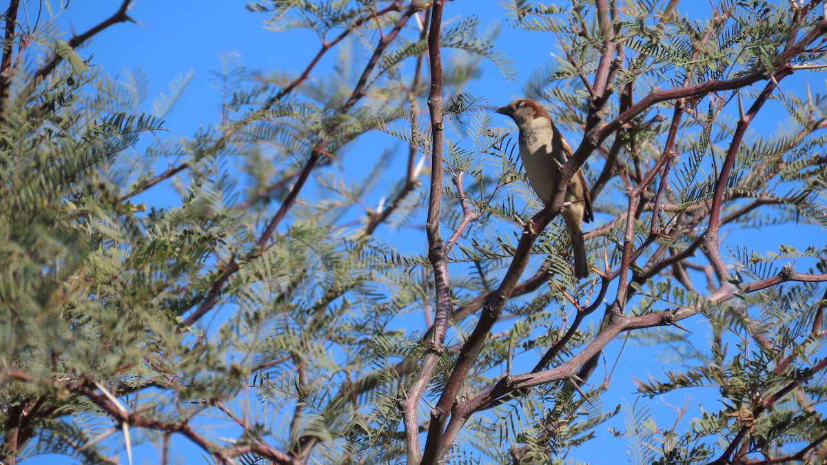 House Sparrow - ML652549465