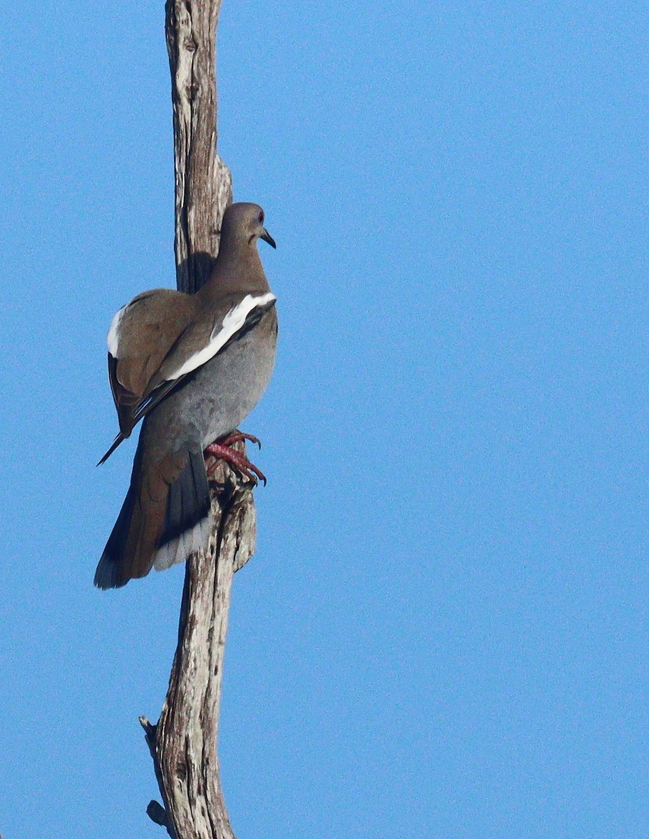 ハジロバト - ML652549474