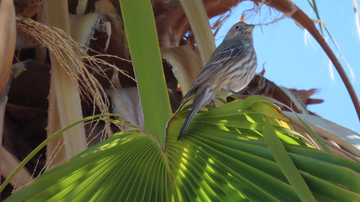 House Finch - ML652549551