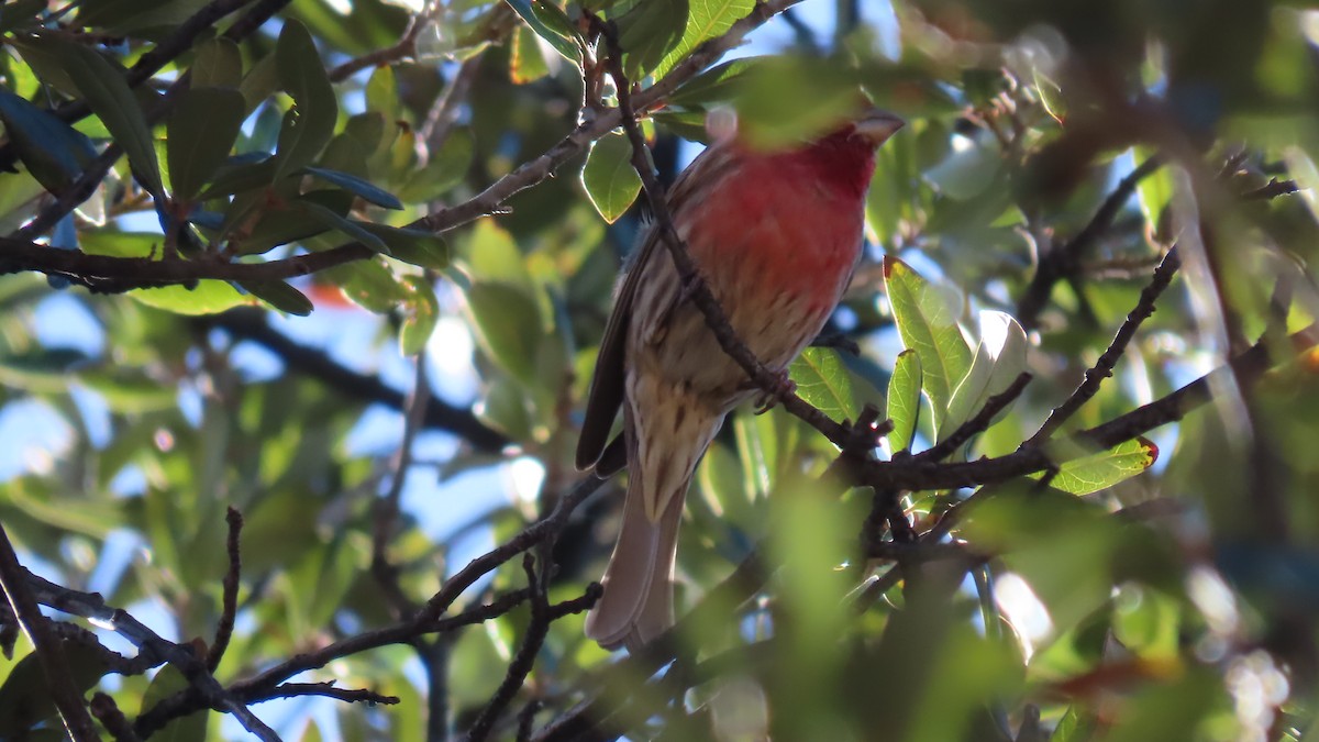 House Finch - ML652549552