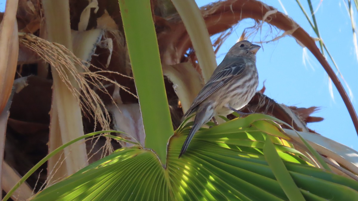 House Finch - ML652549553