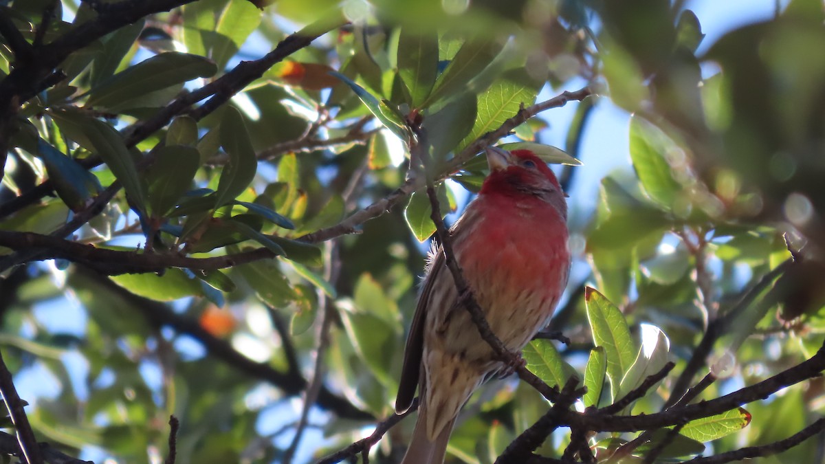 House Finch - ML652549554
