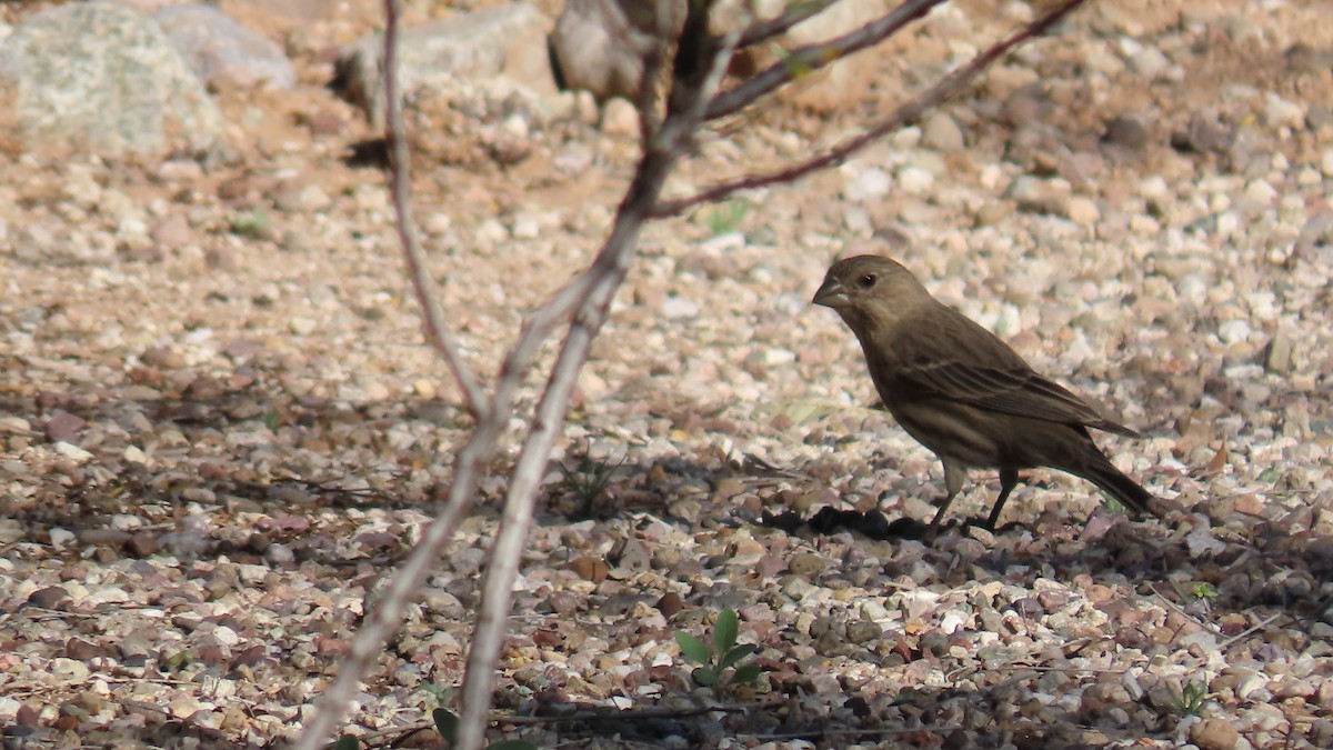 House Finch - ML652549555