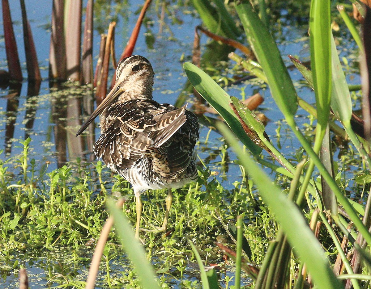 アメリカタシギ - ML652549595
