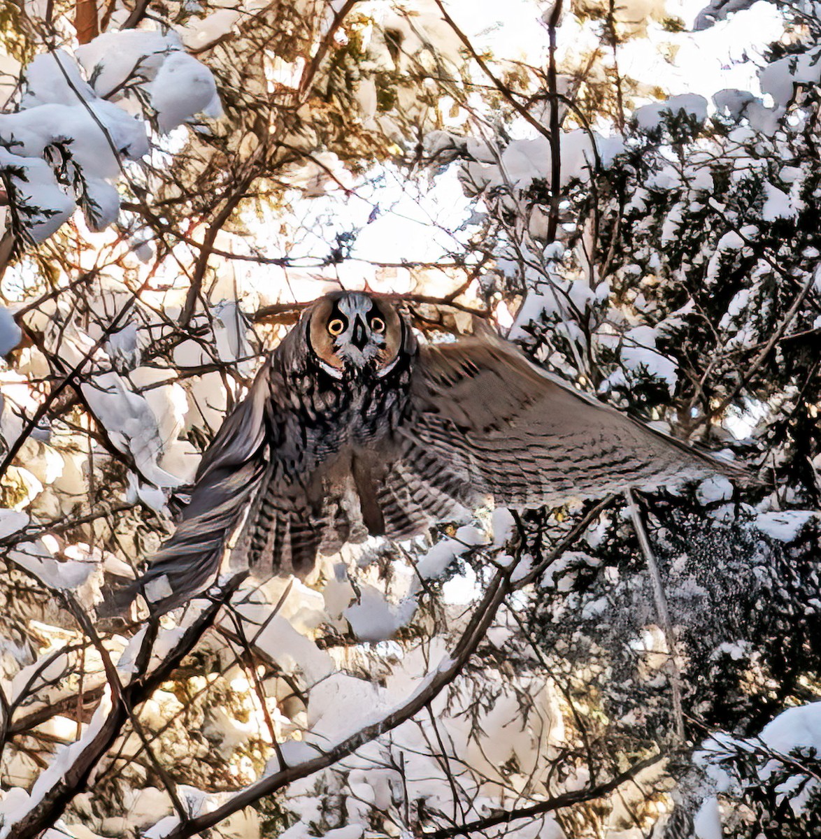 Búho Chico - ML652549643