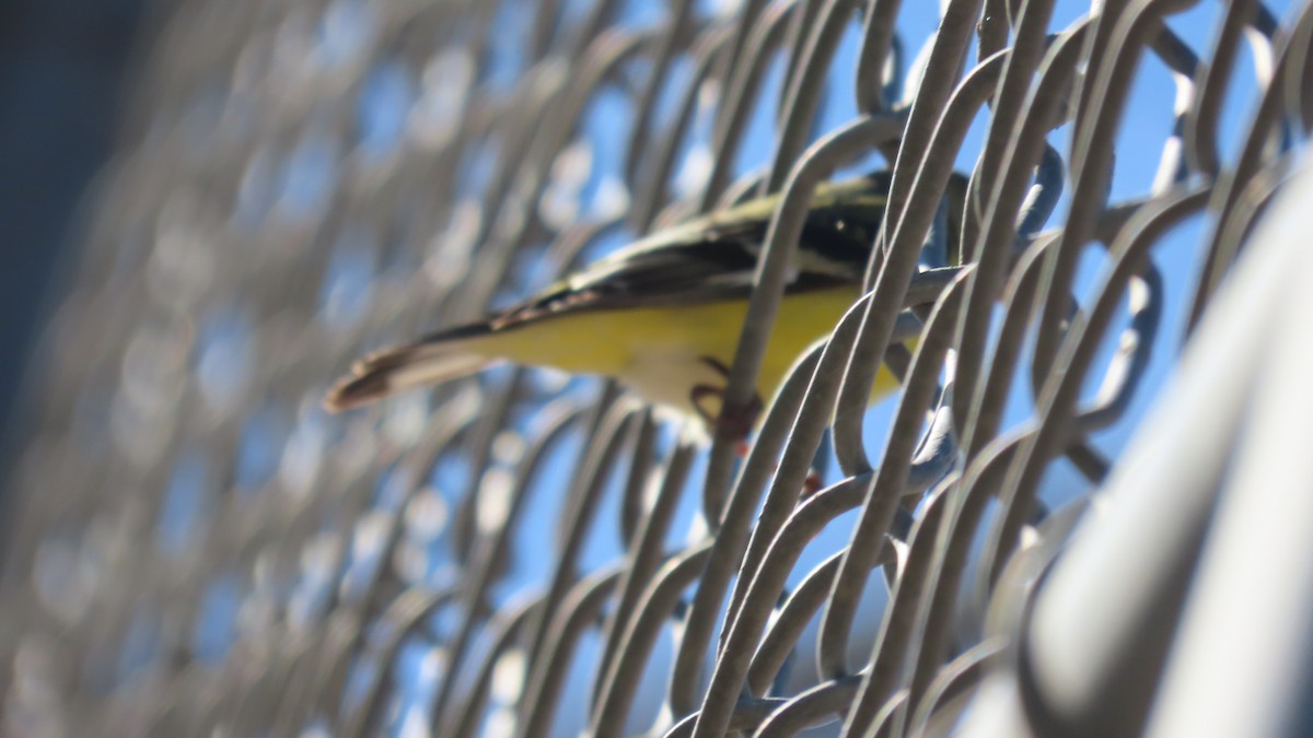 Lesser Goldfinch - ML652549881