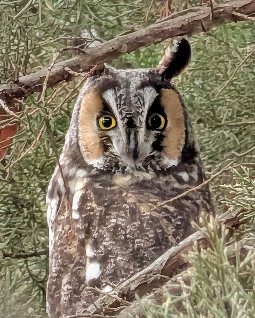 Búho Chico - ML652549897