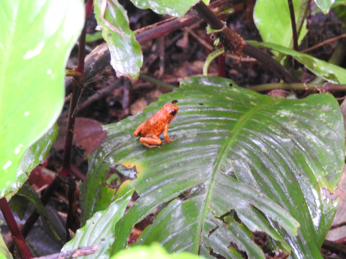 兩棲類 - ML652549913