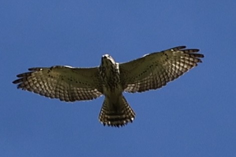 Busardo Aliancho - ML652549958