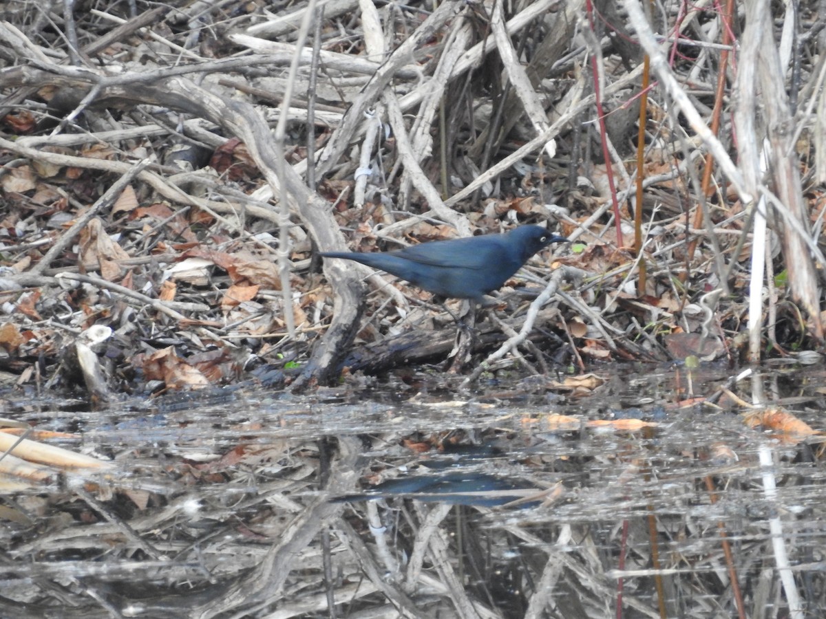 Ржавчатый трупиал - ML652549994