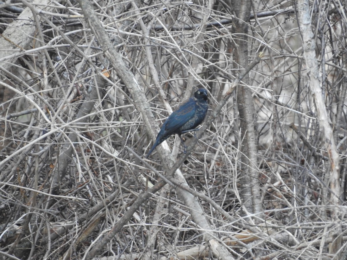 Ржавчатый трупиал - ML652549995