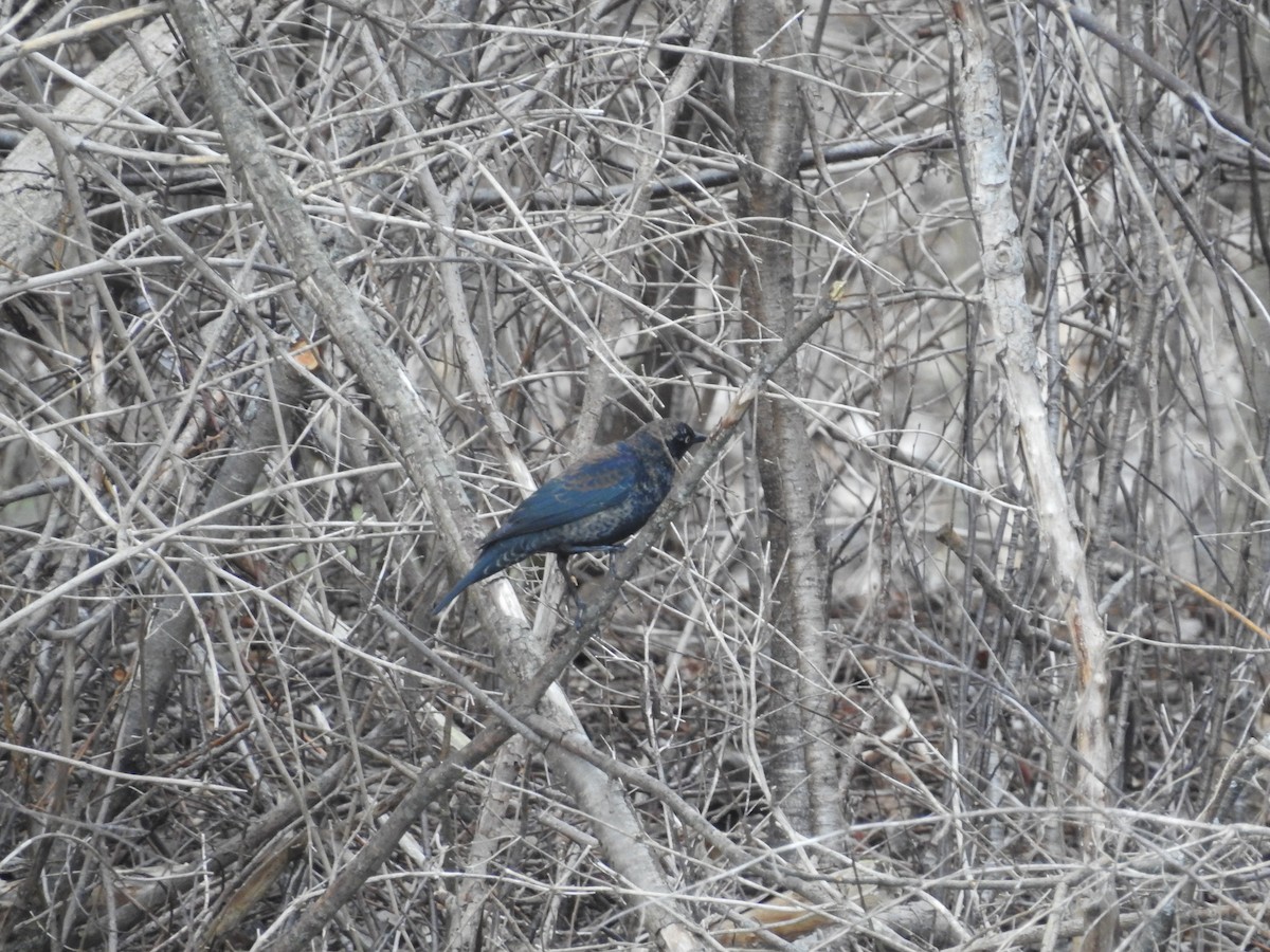 Ржавчатый трупиал - ML652549996