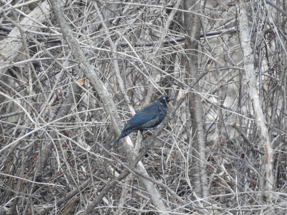 Ржавчатый трупиал - ML652549997