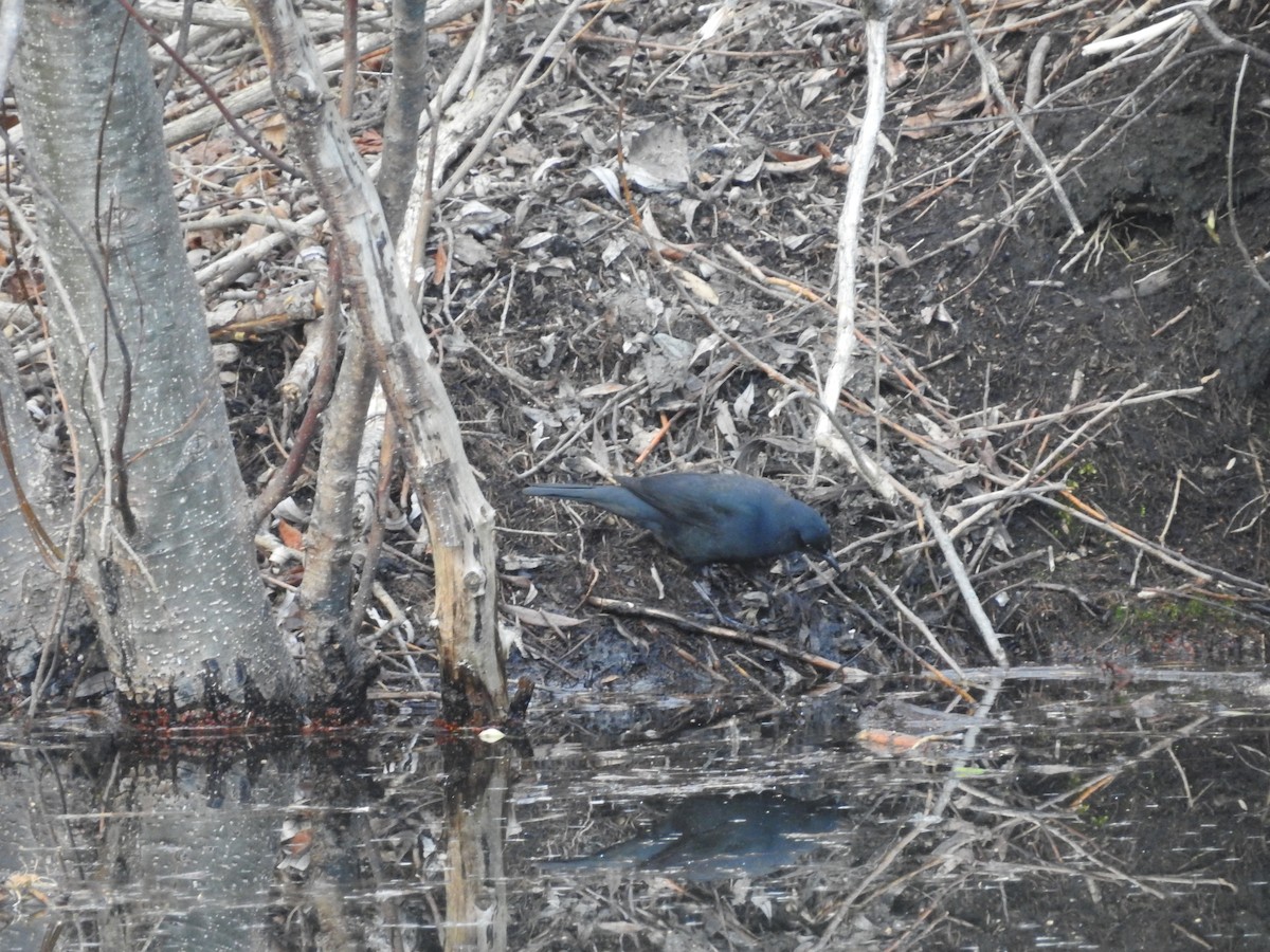 Ржавчатый трупиал - ML652549998