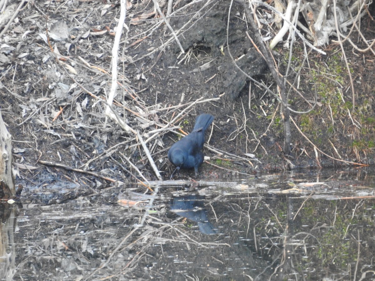 Ржавчатый трупиал - ML652549999