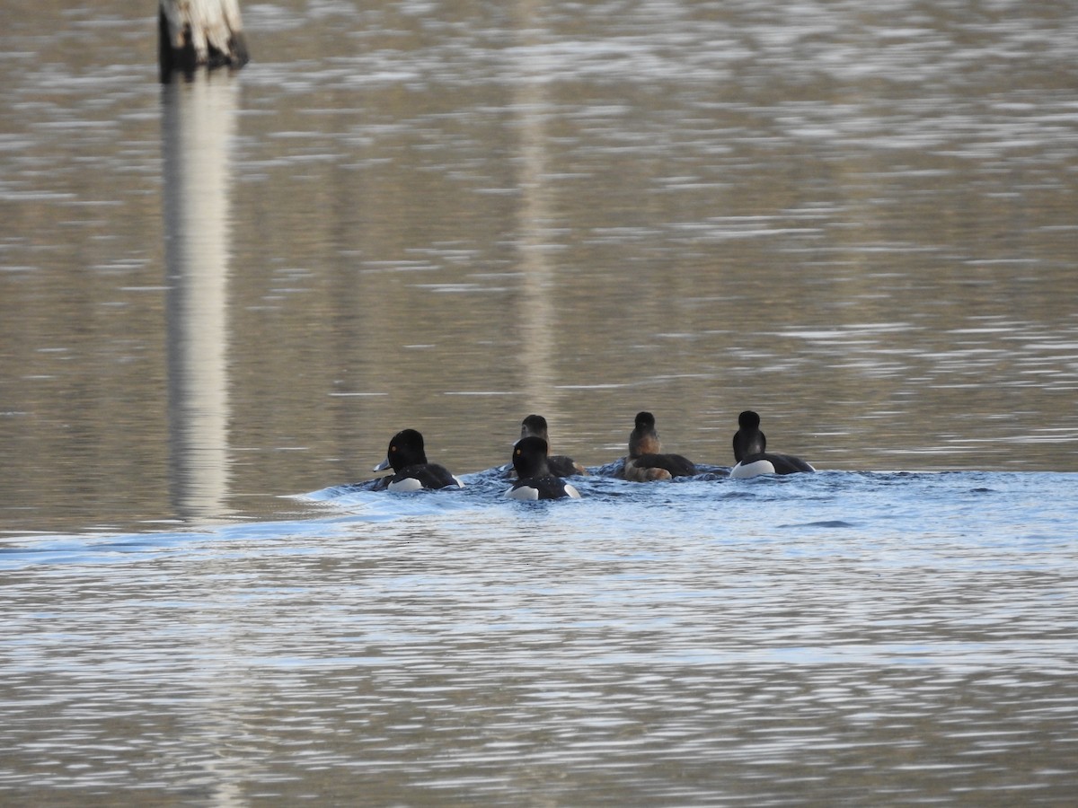 Кольчатая чернеть - ML652550037