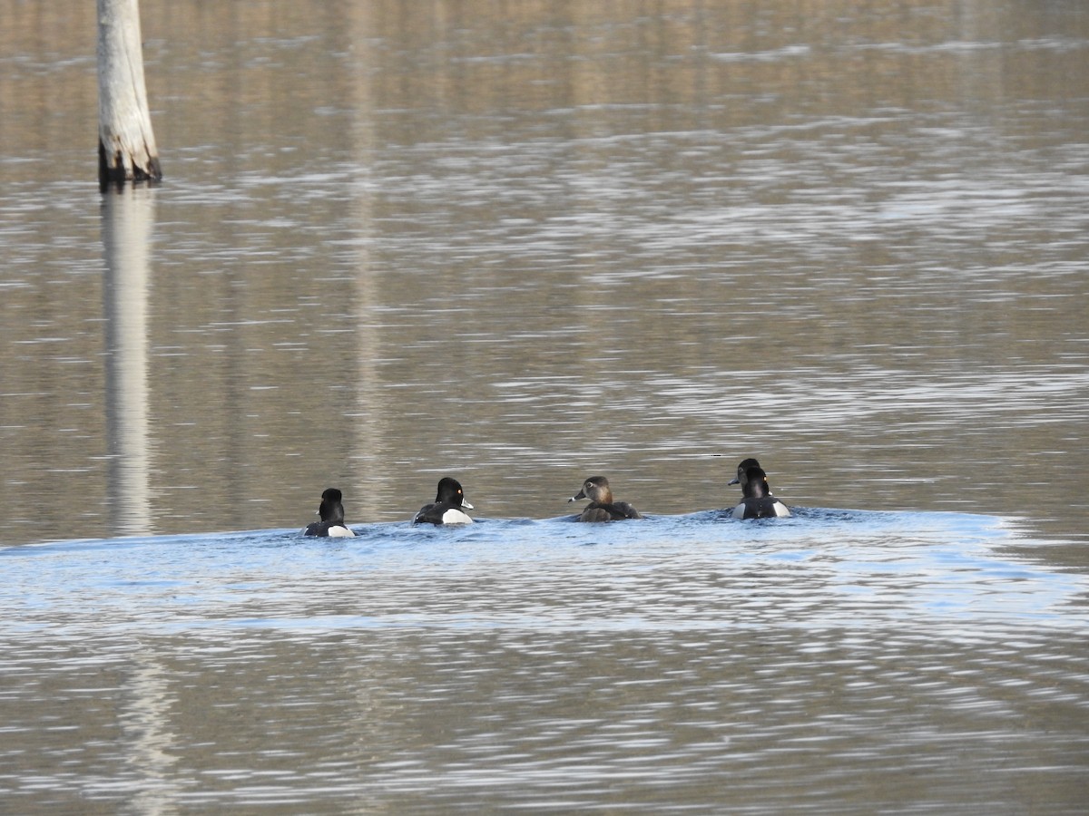 Кольчатая чернеть - ML652550038