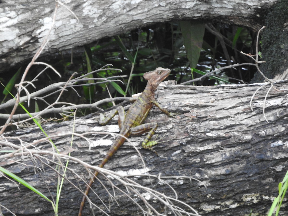 爬行綱 (爬蟲類 爬行類) - ML652550137