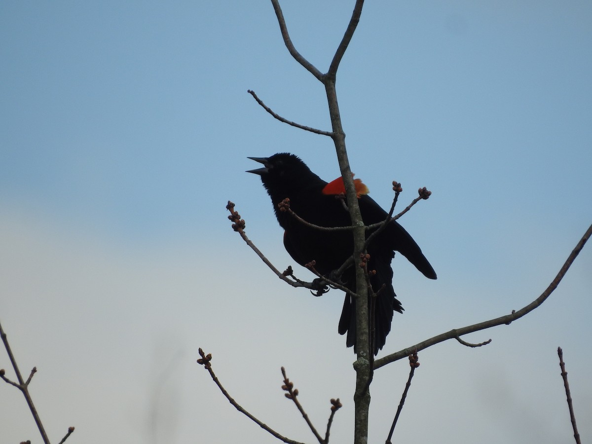 Красноплечий трупиал - ML652550216