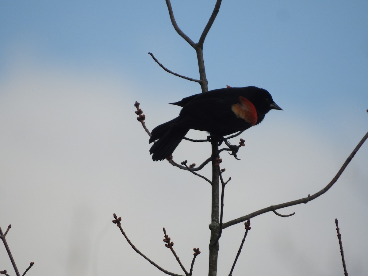 Красноплечий трупиал - ML652550217