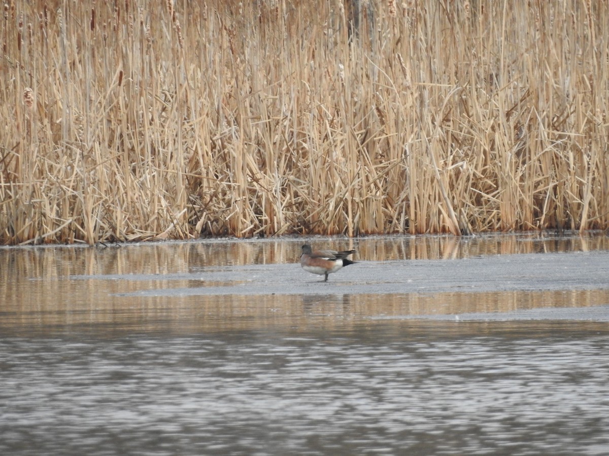 Американская свиязь - ML652550226