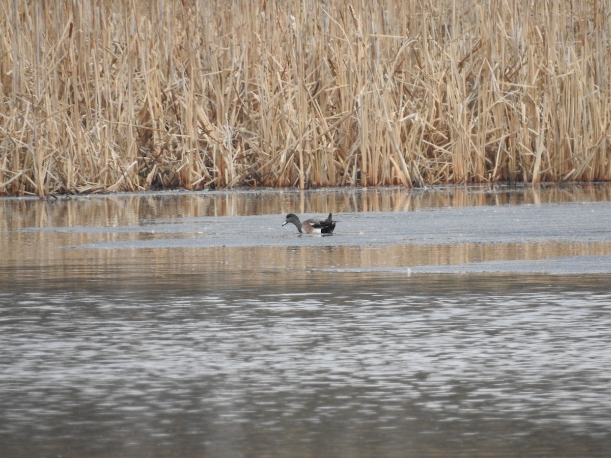 Американская свиязь - ML652550227