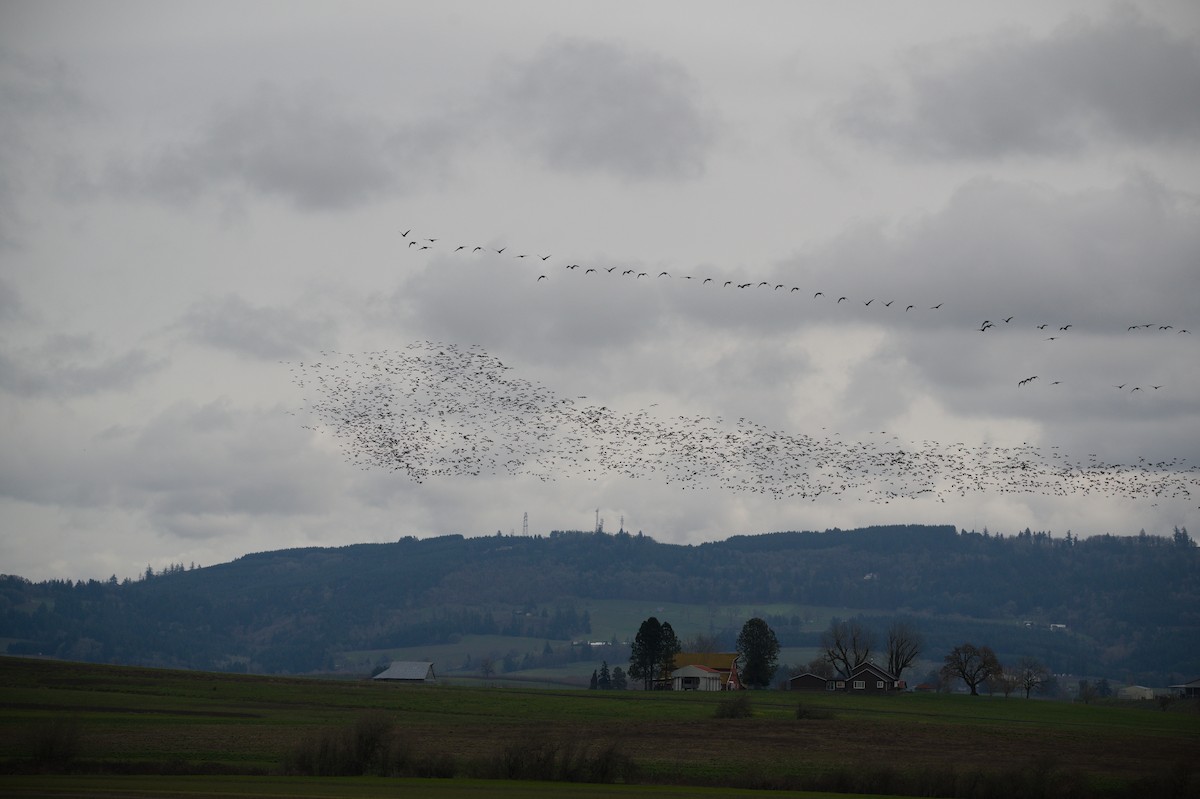 Cackling Goose - ML652550235