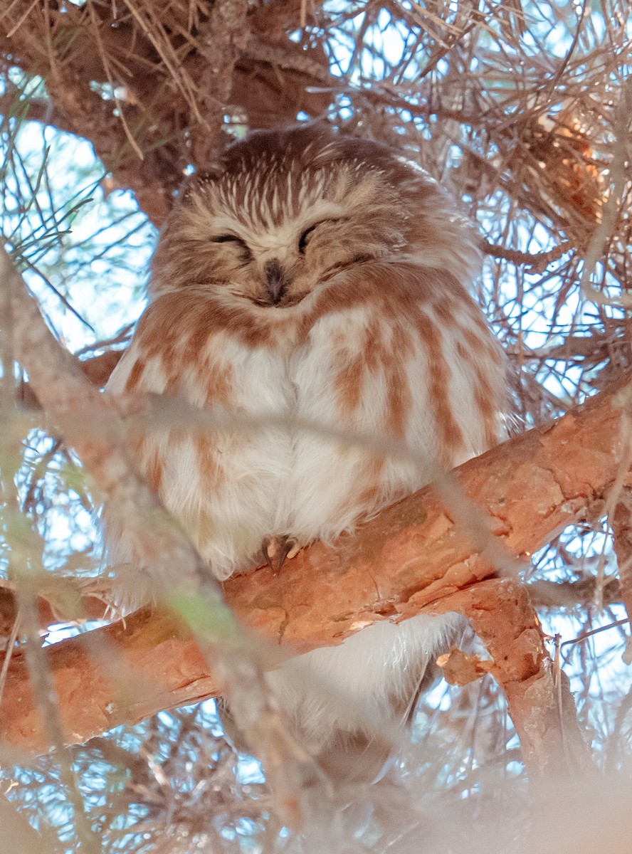Northern Saw-whet Owl - ML652550253