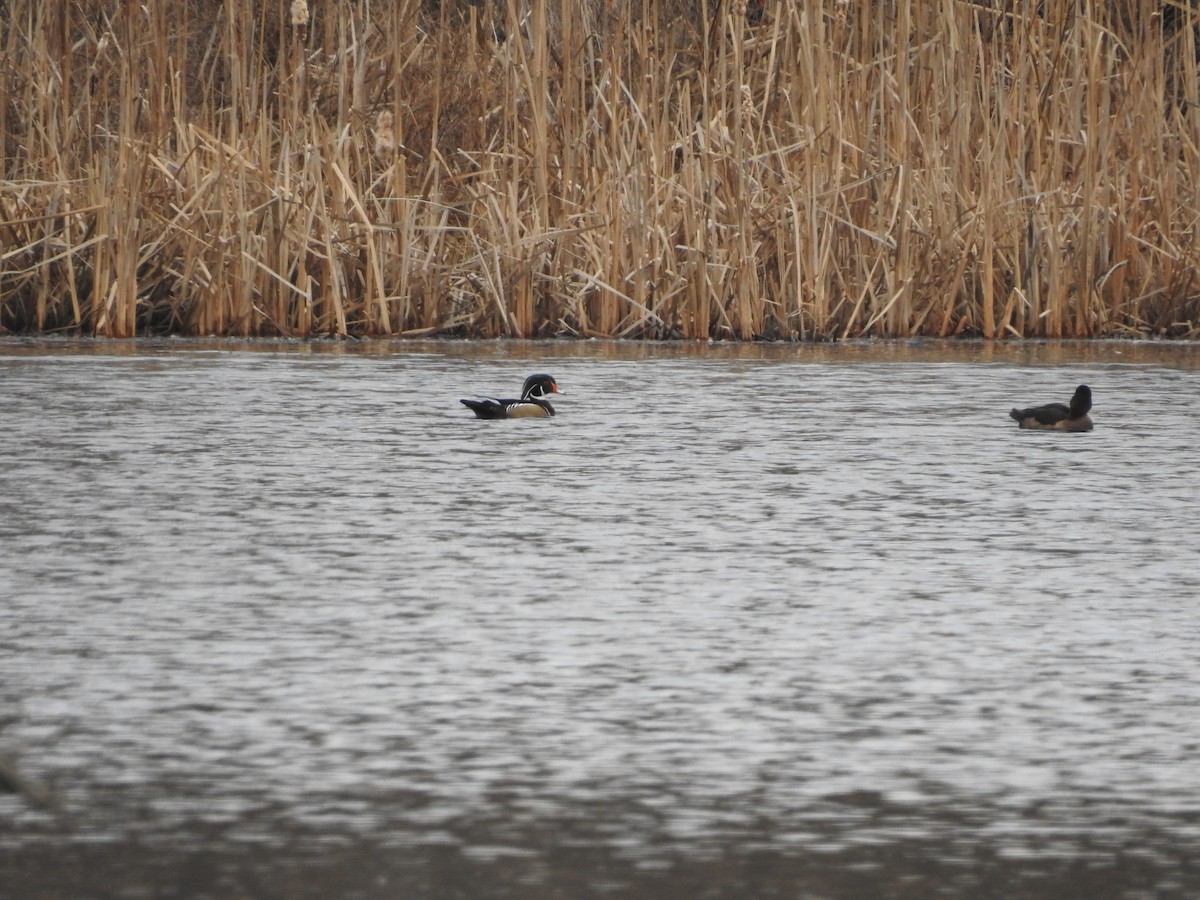 Каролинская утка - ML652550261