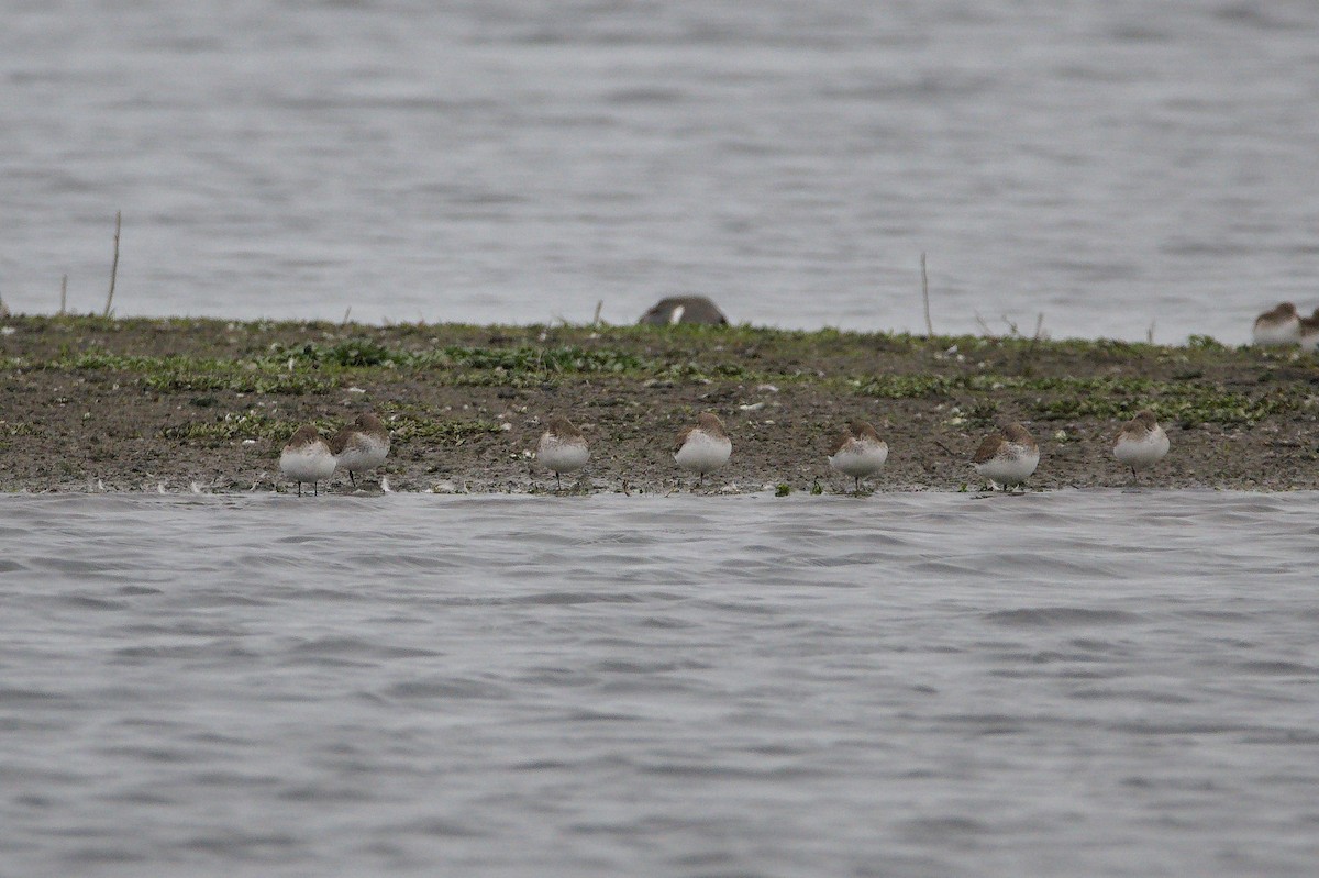 Dunlin - ML652550273