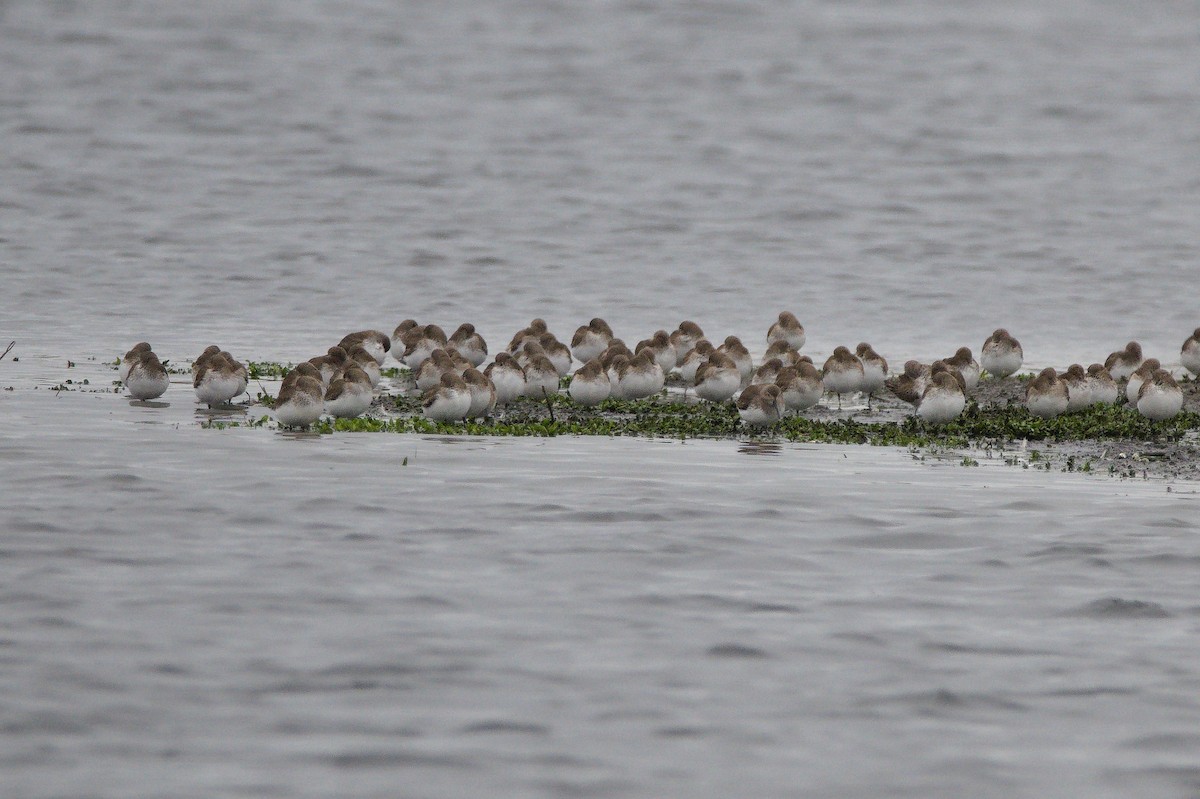 Dunlin - ML652550287
