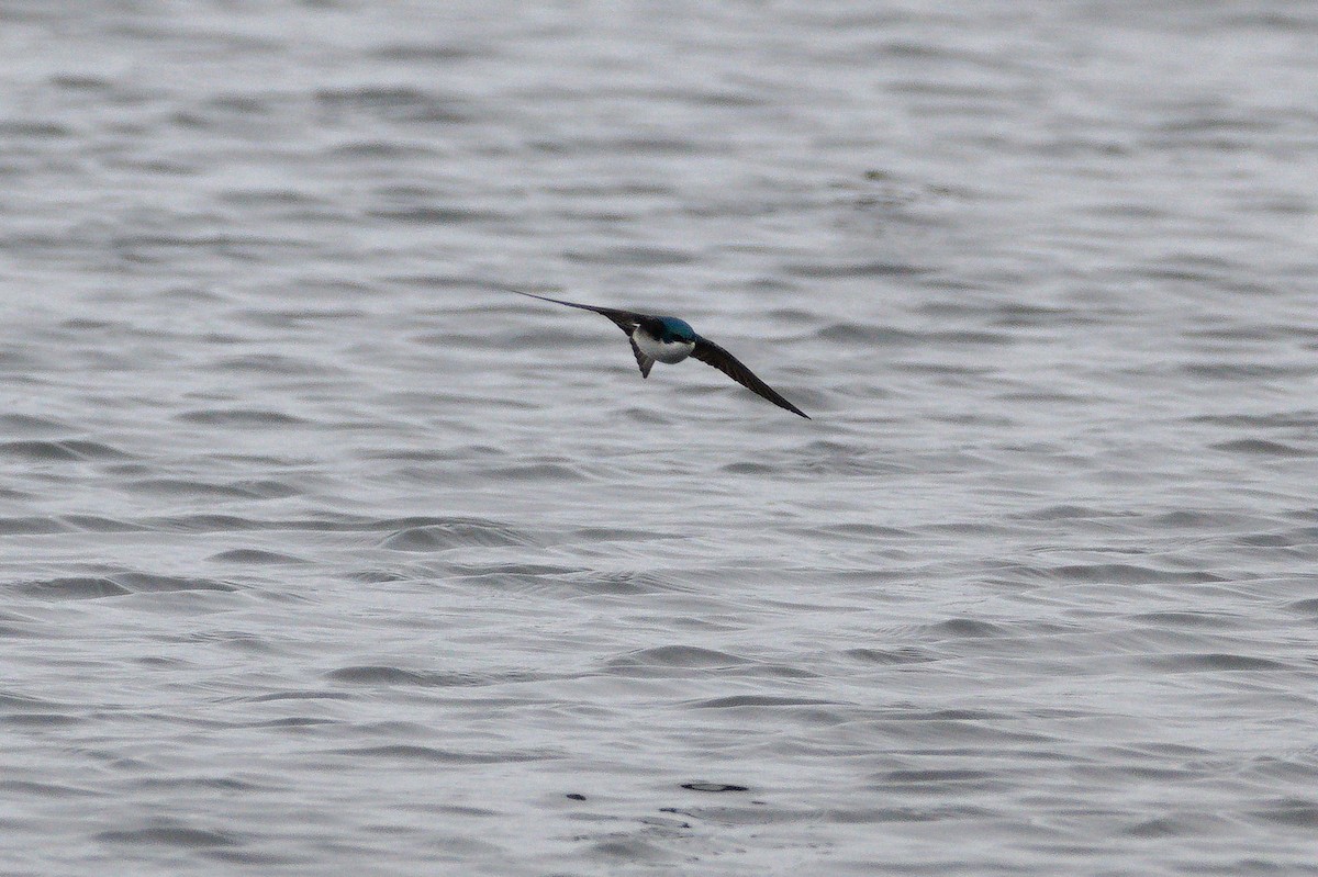 Tree Swallow - ML652550357