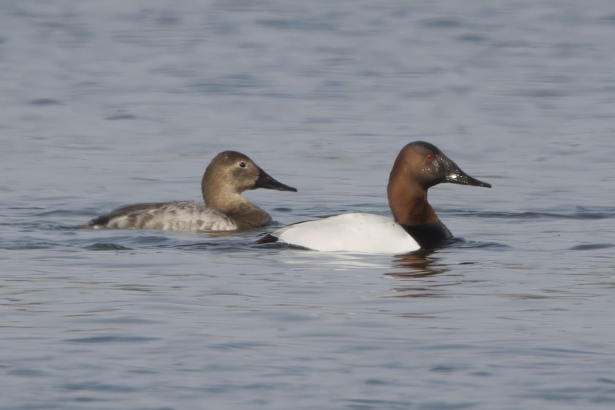 Murgilari bizkarzuria - ML652550369