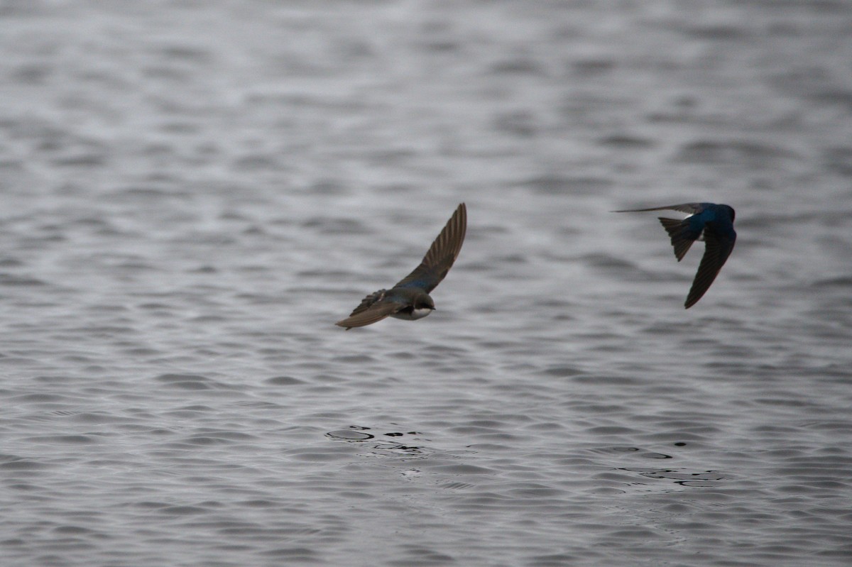 Tree Swallow - ML652550382