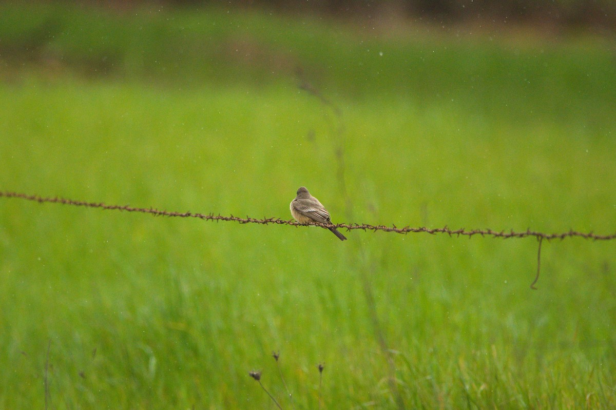Say's Phoebe - ML652550437