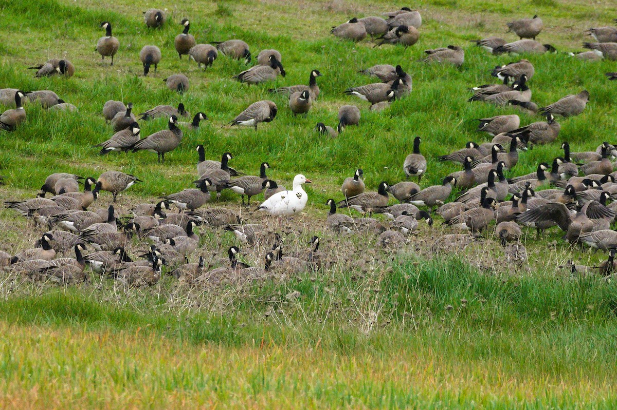 Snow Goose - ML652550466