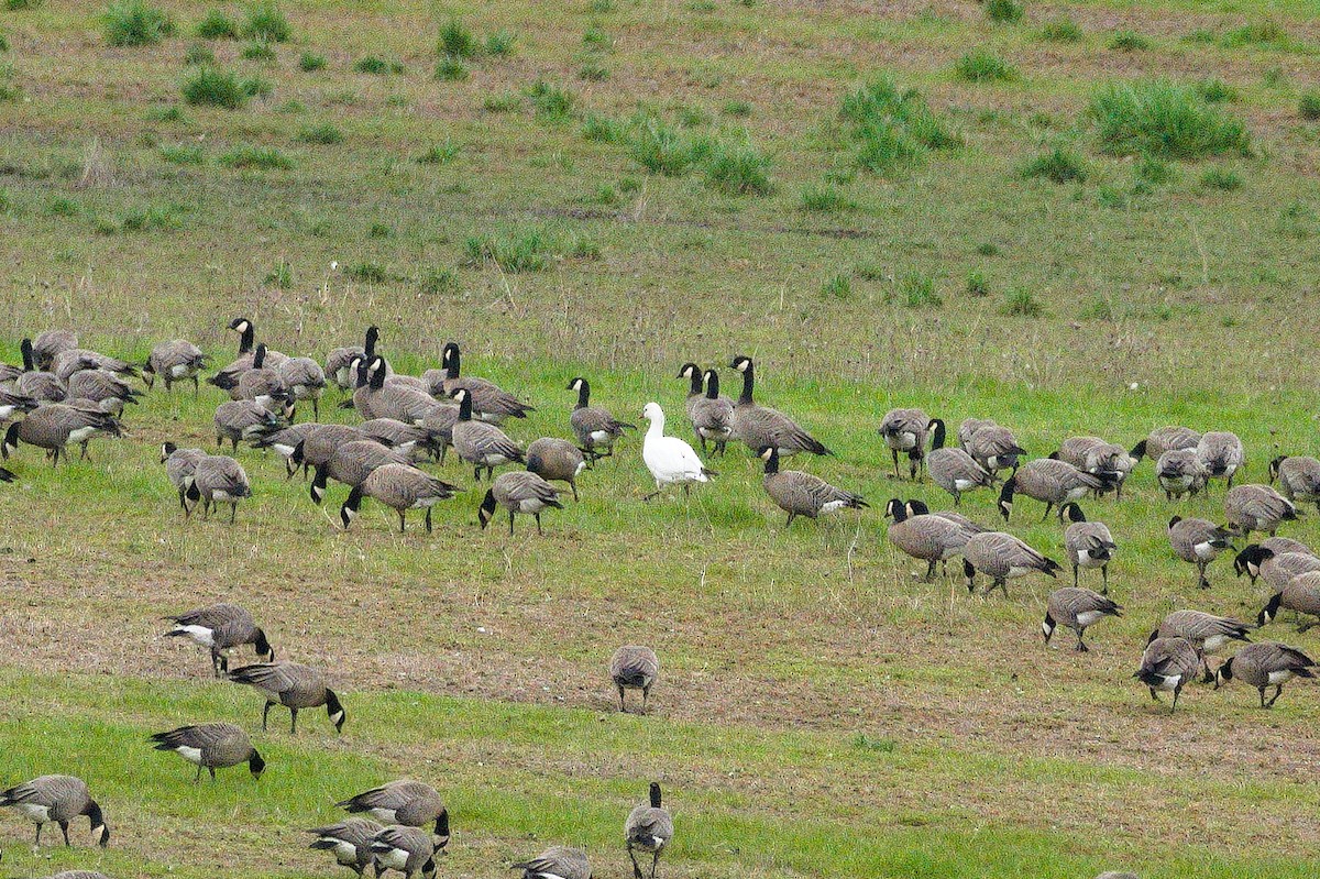 Ross's Goose - ML652550473