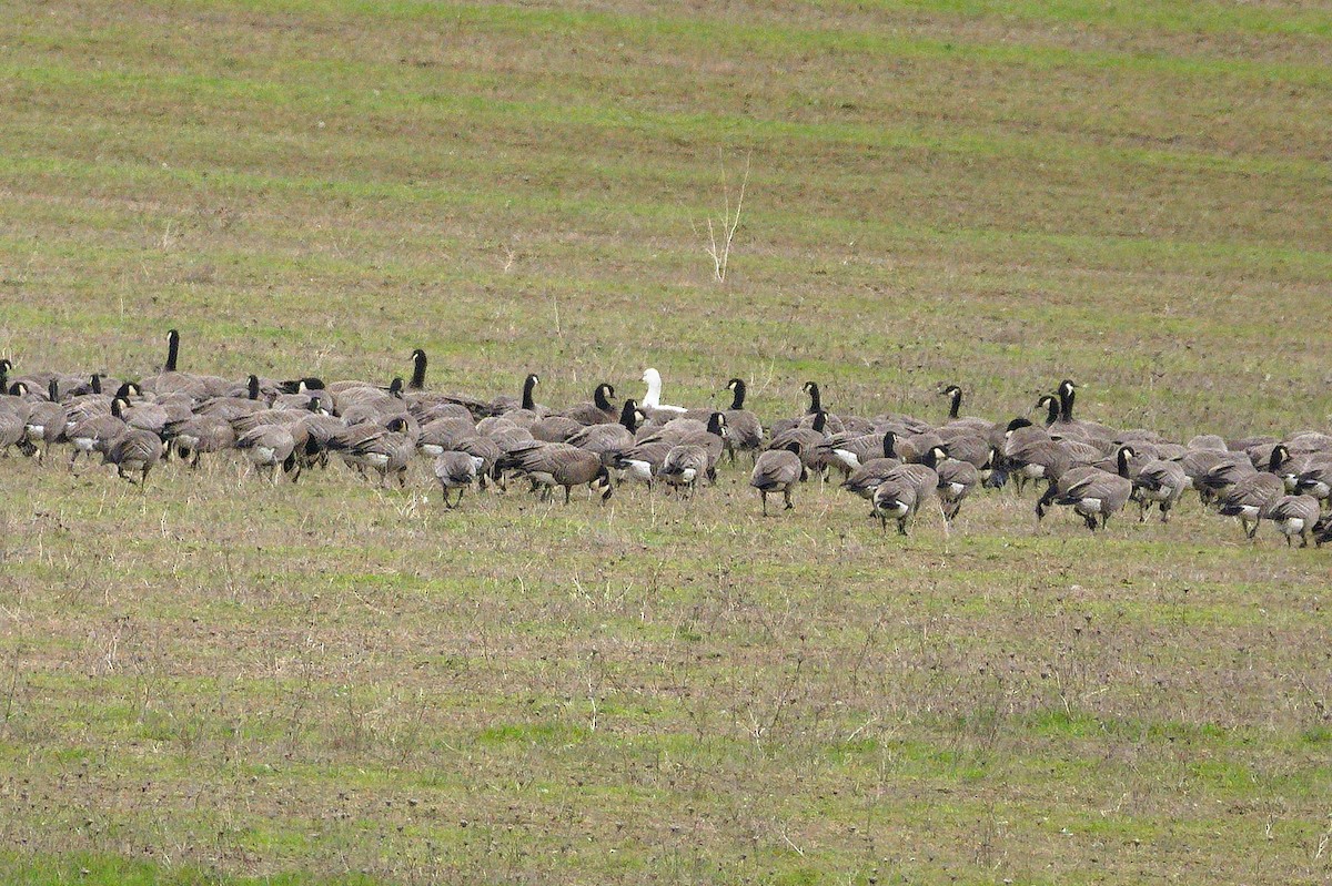 Ross's Goose - ML652550499