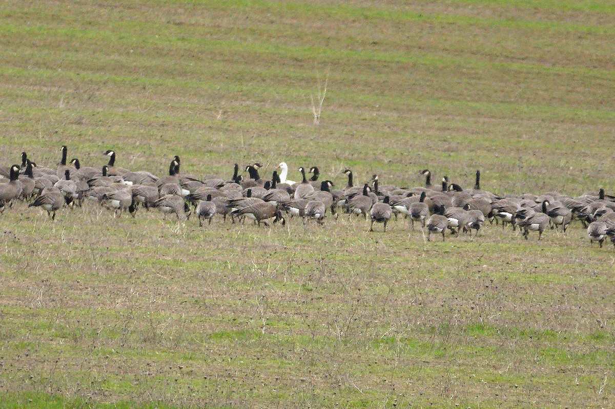 Ross's Goose - ML652550533