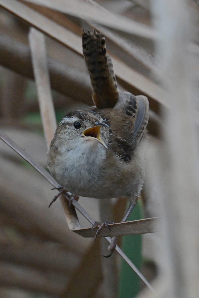 Bataklık Çıtkuşu - ML652550858